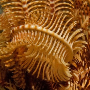 Crinoid