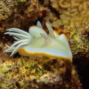 Nudibranch