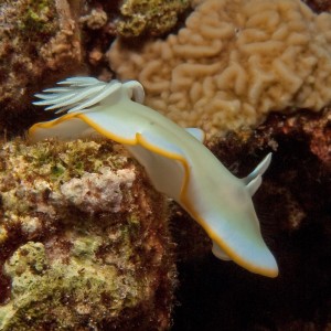 Nudibranch