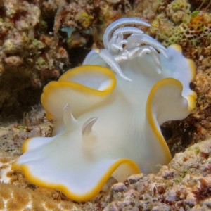 Nudibranch