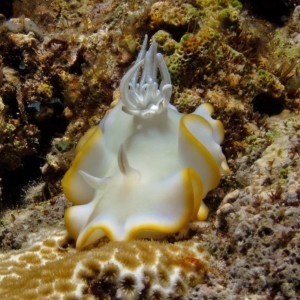 Nudibranch