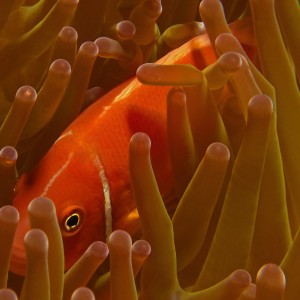 Anemone Fish