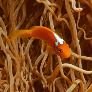 White Bonnet Anemone Fish