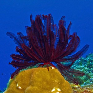 Crinoid