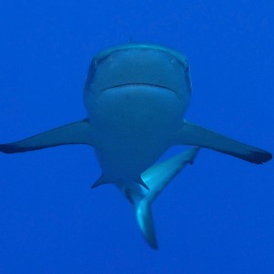 Silvertip Shark