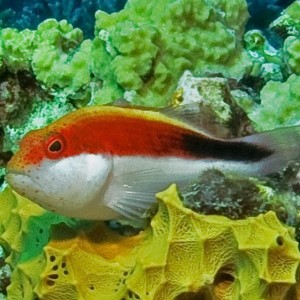 Freckled Hawkfish