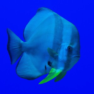 Spadefish