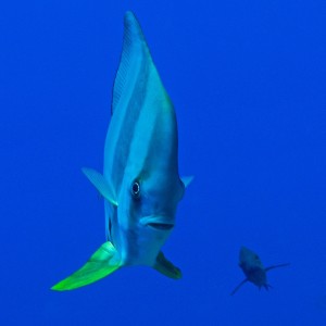 Spadefish & Friend