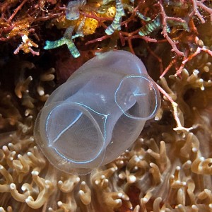 Tunicate