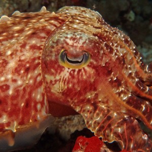 Cuttlefish