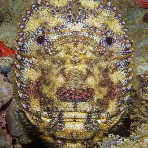 Slipper Lobster