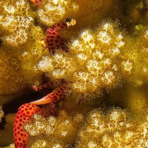 Crab Hiding In Coral