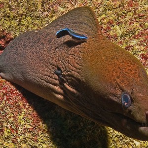 Moray Eel