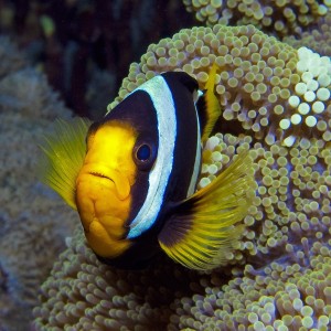 Anemone Fish