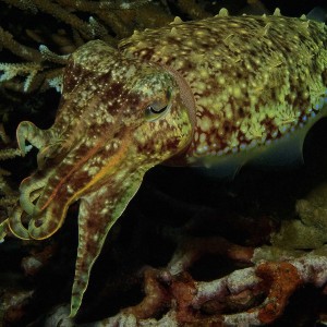 Cuttlefish