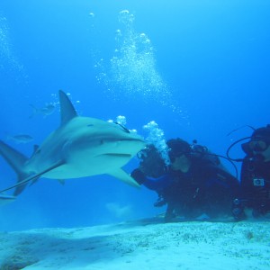 Srark Adventure at PHNTOM DIVERS