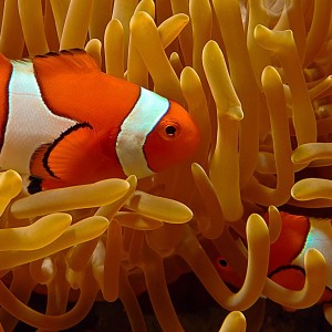 Anemone Fish