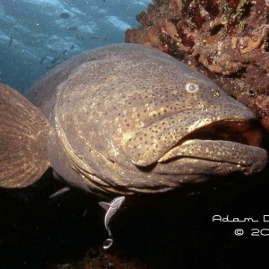 Goliath Grouper