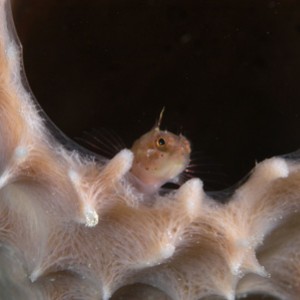 Bonaire blenny