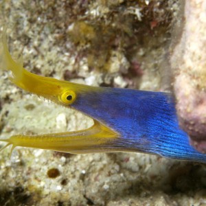 Blue Ribbon Eel