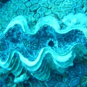 giant_clam