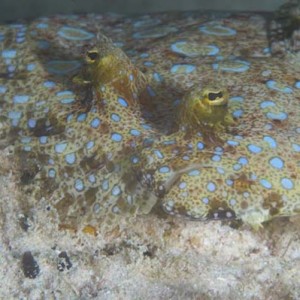 Peacock flounder face