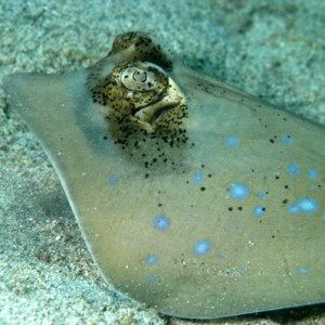 Blue spotted stingray