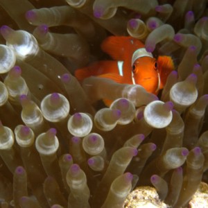 Tiny clownfish in pink-tipped anemone