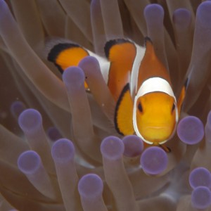 Clownfish in purple-tipped anemone