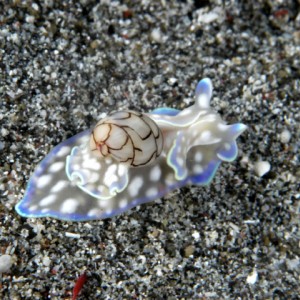 Bubble shell nudibranch