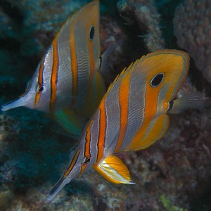 Long Beaked Coralfish