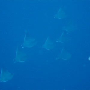 Mantas in Moz