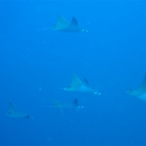 Manta Rays