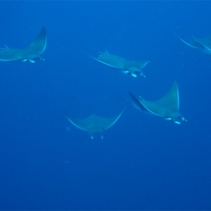 Manta Rays