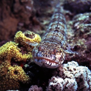 Lizardfish