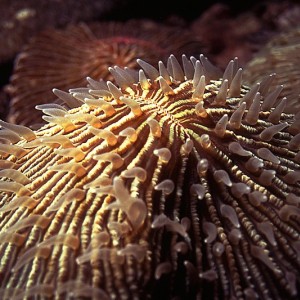 Mushroom coral