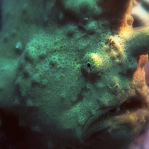 Frogfish / Antennar