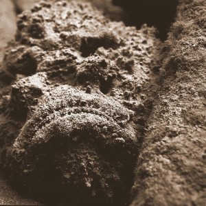 Stonefish mouth BW