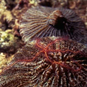 Mushroom coral