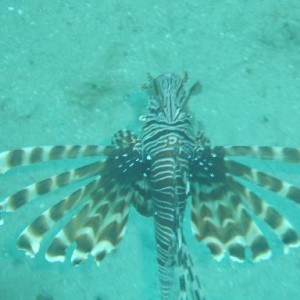 lionfish-oman