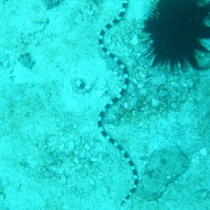 Snake-eel