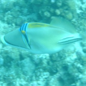 picassotriggerfish