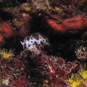 Nudi