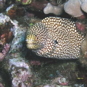 Snowflake Moray 2