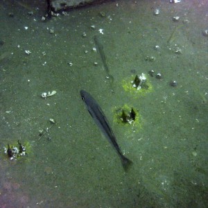 Fish on HMS Scylla