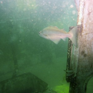 Fish on HMS Scylla