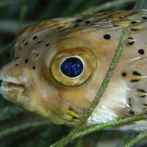 Blue Eyed Burr Fish