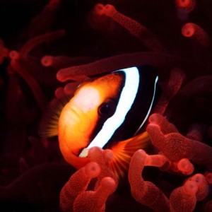 Clark's Anemone Fish