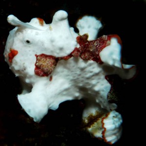 Frog Fish