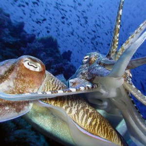 Mating Cuttle Fish